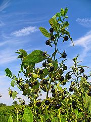 Tollkirsche (Belladonna) Tollkirsche (Belladonna)